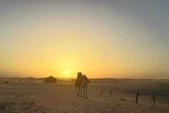 IMG-20221111-WA0092